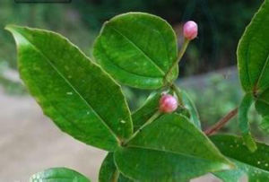 綠春酸腳桿 綠春酸腳桿