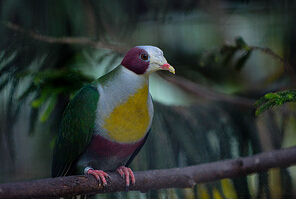 栗耳果鳩 栗耳果鳩