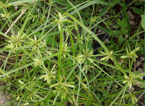 扁穗莎草 扁穗莎草