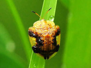 甘薯蠟龜甲 甘薯蠟龜甲