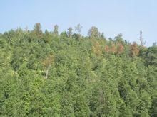 寬葉谷柳 寬葉谷柳