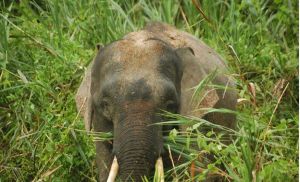 婆羅洲象