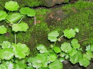 長梗天胡荽 長梗天胡荽