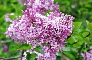 光萼巧玲花 光萼巧玲花