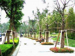 銀杏樹鄉 銀杏樹鄉