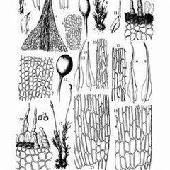 雲南小毛蘚 雲南小毛蘚