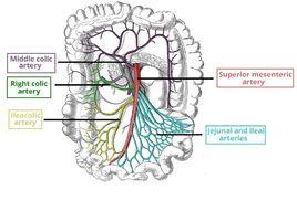 腸系膜上動脈 腸系膜上動脈