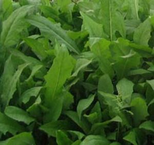 毛苦蕒菜 毛苦蕒菜