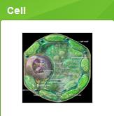 Cell 團隊