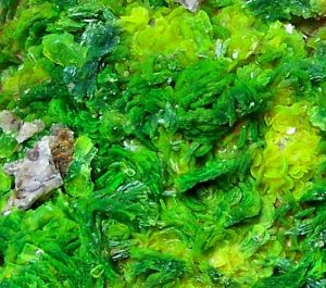 鈣鈾雲母 鈣鈾雲母