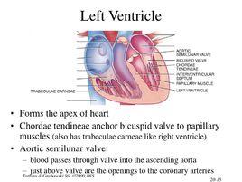 房室交點 房室交點