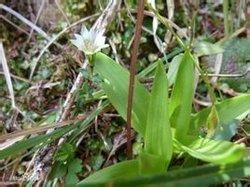 打箭爐龍膽 打箭爐龍膽