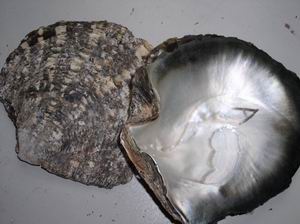 雷州珍稀水生動物自然保護區