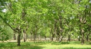 沭河栗海 沭河栗海