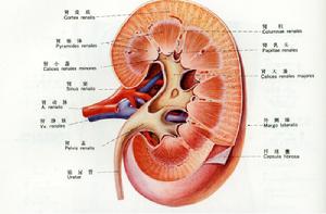 血尿素氮與腎功能