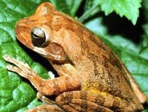 包迪樹蛙 包迪樹蛙