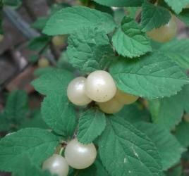 圓葉櫻桃 圓葉櫻桃