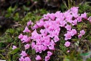華岩扇(原變種) 華岩扇(原變種)
