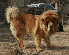 河曲藏獒 河曲藏獒