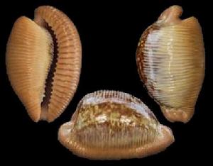 盔甲老皺寶螺 盔甲老皺寶螺