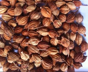 疣子砂仁 疣子砂仁