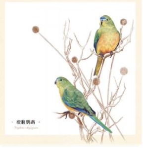 橙腹鸚鵡屬 橙腹鸚鵡屬