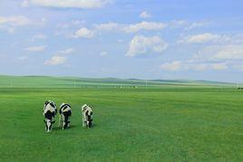 遼闊的草原 遼闊的草原