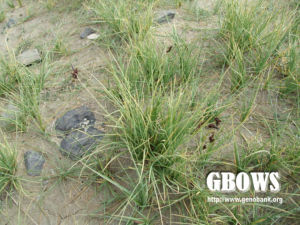 圓囊薹草 圓囊薹草