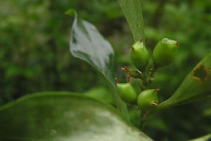 長葉野扇花 長葉野扇花