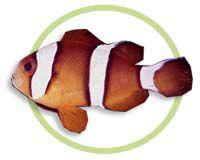 三帶小丑 三帶小丑