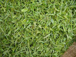 儀征綠楊春 儀征綠楊春