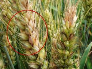 高粱鐮刀菌穗腐病 高粱鐮刀菌穗腐病