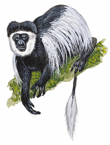 舊大陸猴 舊大陸猴