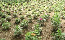 甘肅大麗花基地