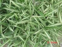 蓬萊黃竹 蓬萊黃竹