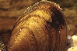 柱狀扁弓蚌 柱狀扁弓蚌