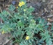 多裂委陵菜(原變種) 多裂委陵菜(原變種)