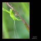 褐背露斯 褐背露斯