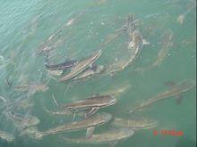 軍曹魚(Rachycentron canadum)