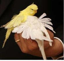 黃色為珍珠斑的奶奶，白色為二叔