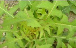 毛脈山萵苣 毛脈山萵苣