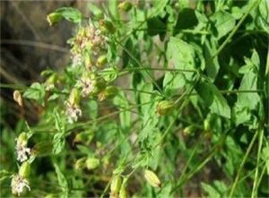 雲南蠅子草 雲南蠅子草