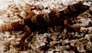 西藏裸趾虎 西藏裸趾虎