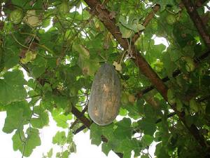 李家田村[雲南省德宏州梁河縣遮島鎮水箐村]