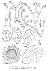 梣葉楲叉鉤絲殼 梣葉楲叉鉤絲殼