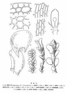 矮株葉苔 矮株葉苔