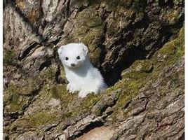 白鼬南疆亞種 白鼬南疆亞種