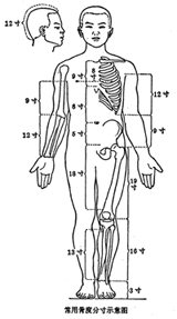 骨度分寸 骨度分寸