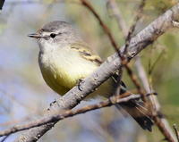白冠姬霸鶲 白冠姬霸鶲