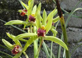 大別山野生蘭花 大別山野生蘭花